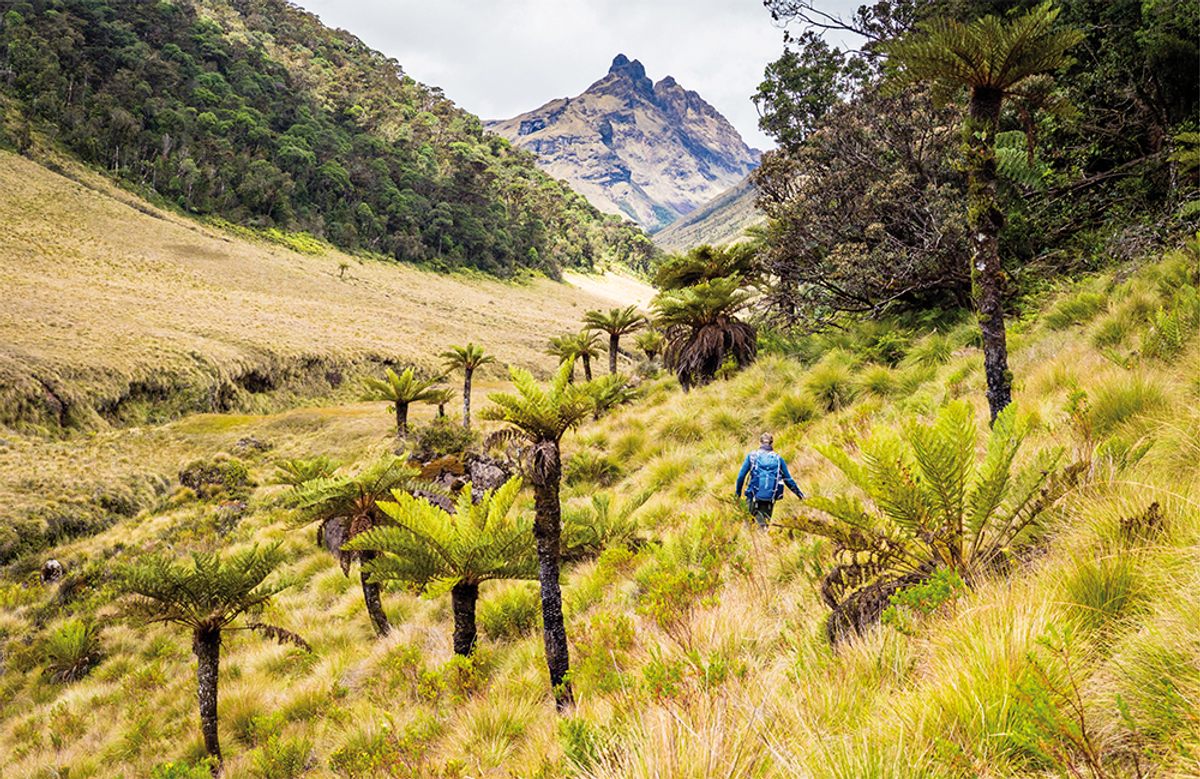 The journey involved trips across snow, rainforest, and grassy expanses, like these in Papua New Guinea.