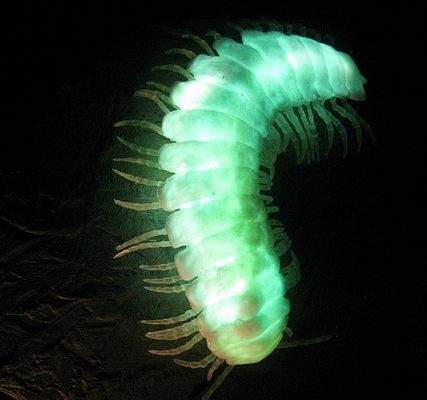 Glowing Millipedes of Sequoia National Park