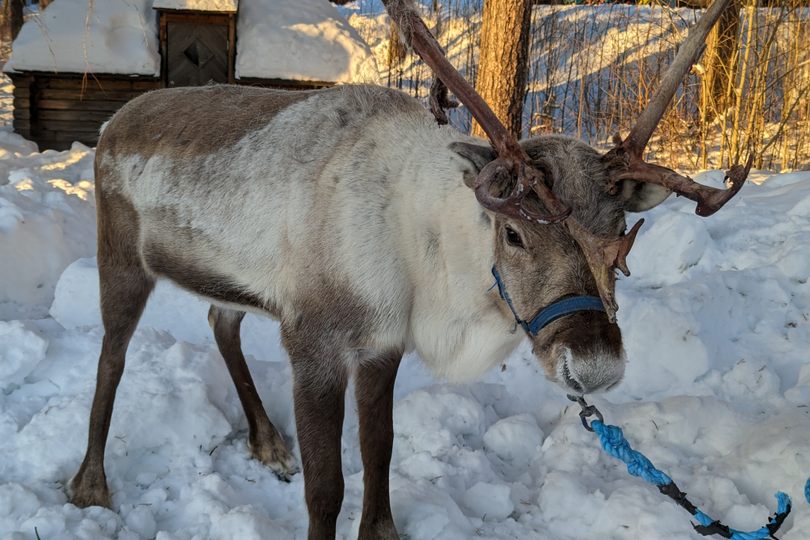 The Sámi peoples have herded reindeer for generations.
