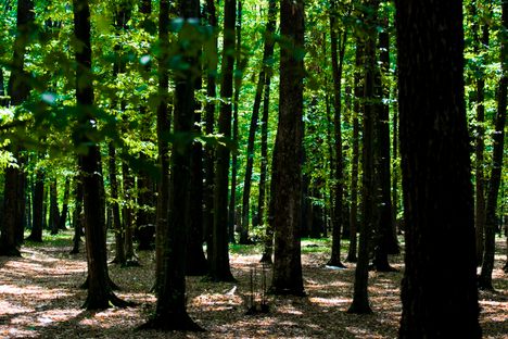 Harvard, IKEA, and the Battle For Romania's Forests