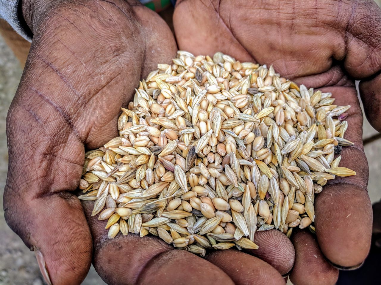 埃塞俄比亚的一位农民捧着一把麦斯林，这是一种混合谷物，包括不同品种的小麦和大麦，它们一起生长。