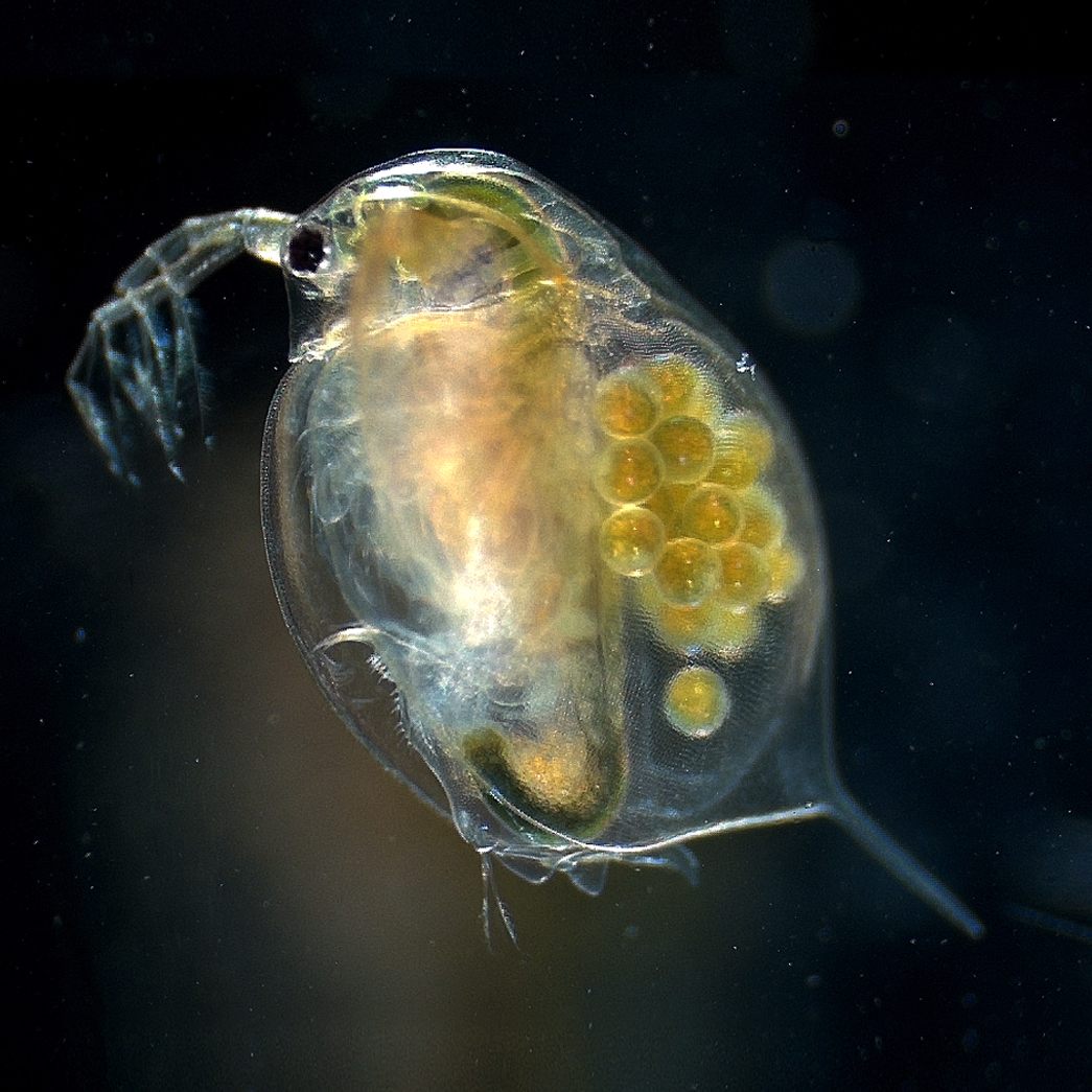 An adult female <em>Daphnia magna</em>, or water flea.