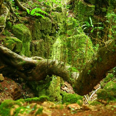 Puzzlewood