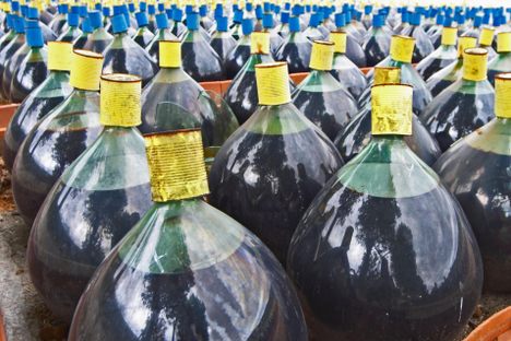 Rows of glass demijohns of Rivesaltes. 