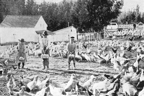 The California Town That Produced 10 Million Eggs a Year