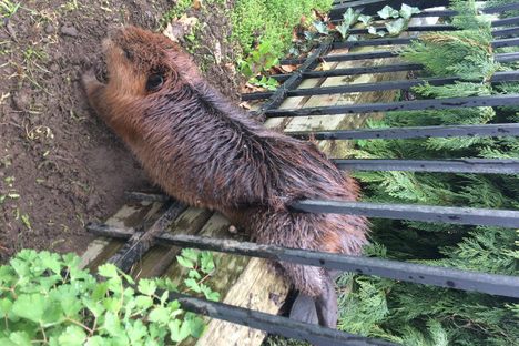 How to Rescue a Stuck Beaver