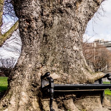The Hungry Tree.