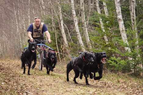 Doug Stoakley's racing Labrador retrievers needed a husky to show them how to pull, but then quickly took to the sport.