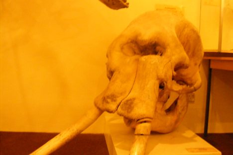Elephant skull at the Booth Museum