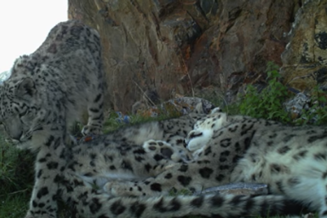 A Rare Glimpse of Three Snow Leopards Snuggling