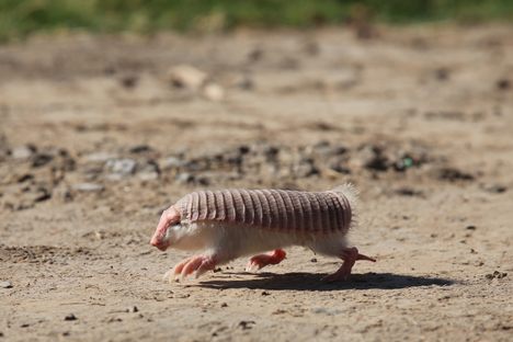 The pink fairy armadillo is so rarely spotted that scientists know very little about the Argentinian species.