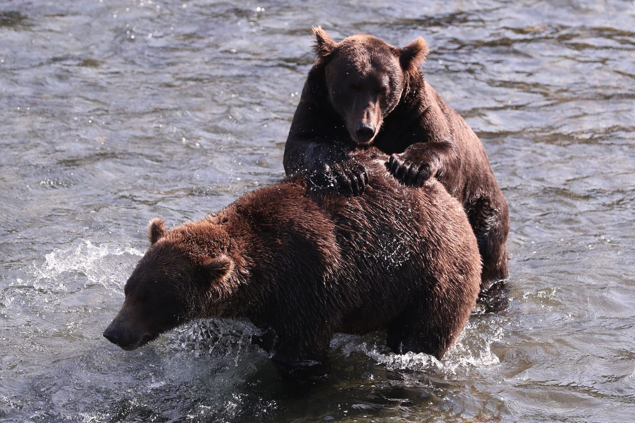 Brown bears in Katmai National Park, shown here in August, spend the summer bulking up on salmon.