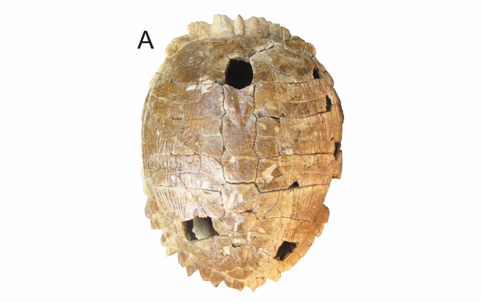 Well-preserved shell of <em>Trachemys haugrudi</em>.