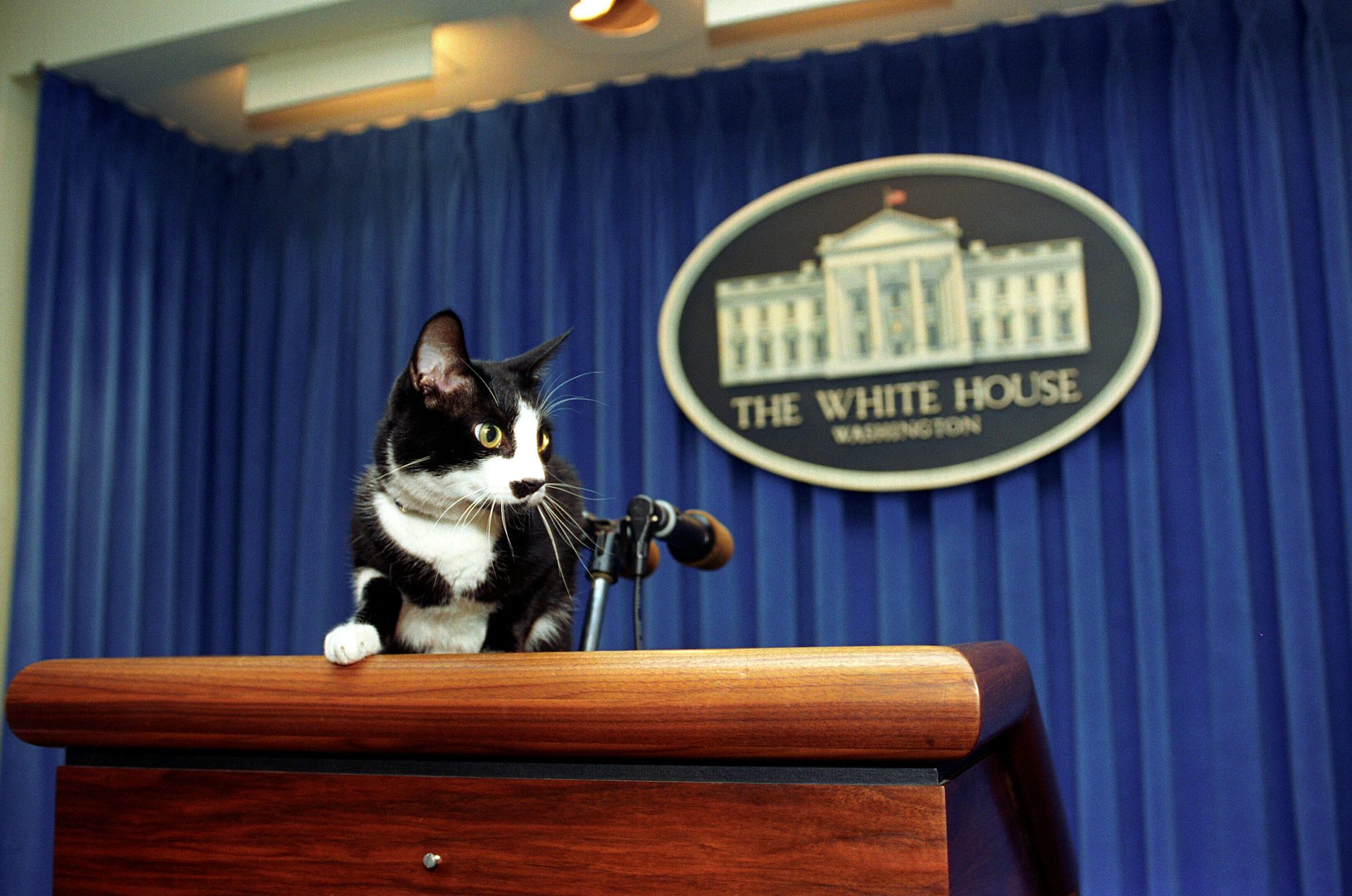 The Clintons' cat, Socks, takes the podium in 1993.