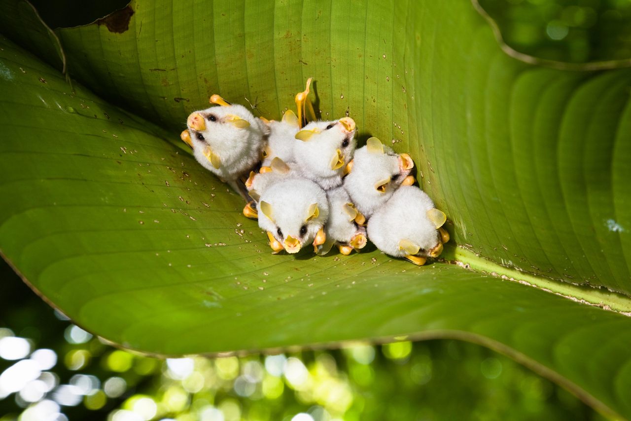 Honduran white bats (<em>Ectophylla alba</em>) huddle under heliconia leaf in Braulio Carillo National Park, Costa Rica. 