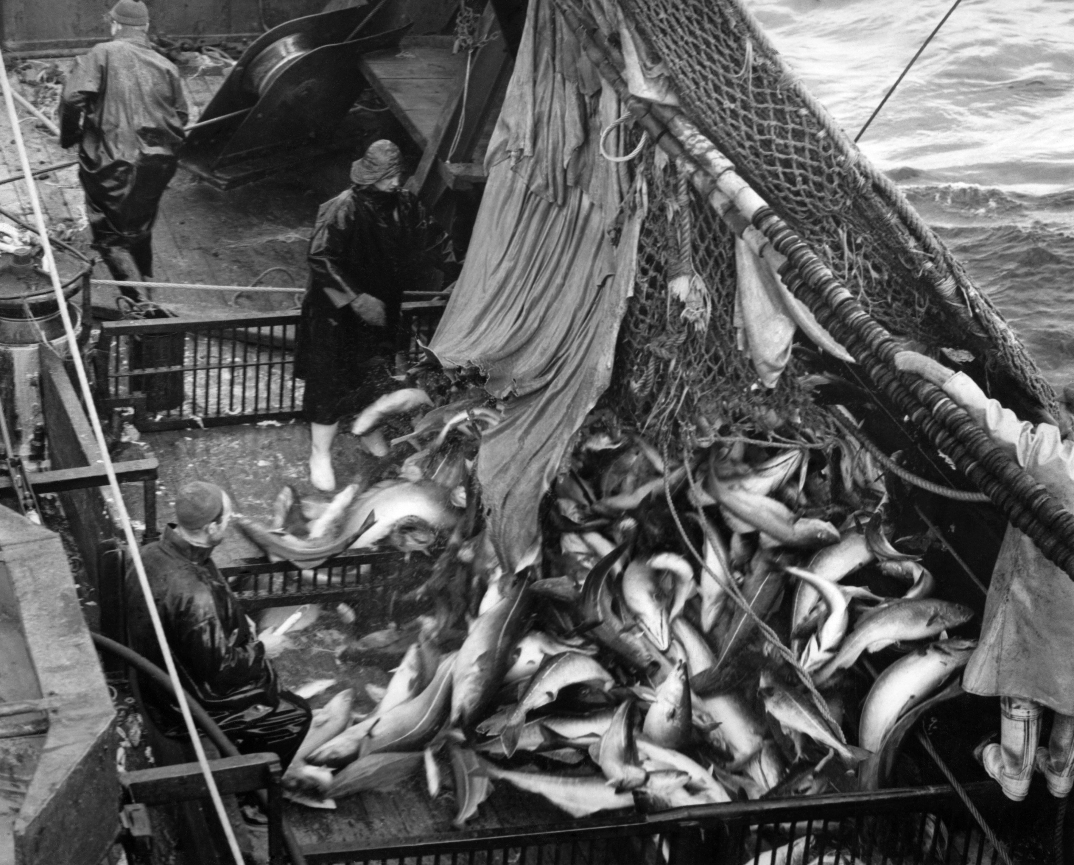 Fishermen on board a British trawler fishing off the coast of Iceland.