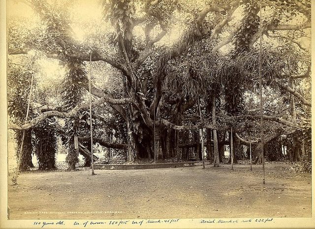 The Great Banyan Tree