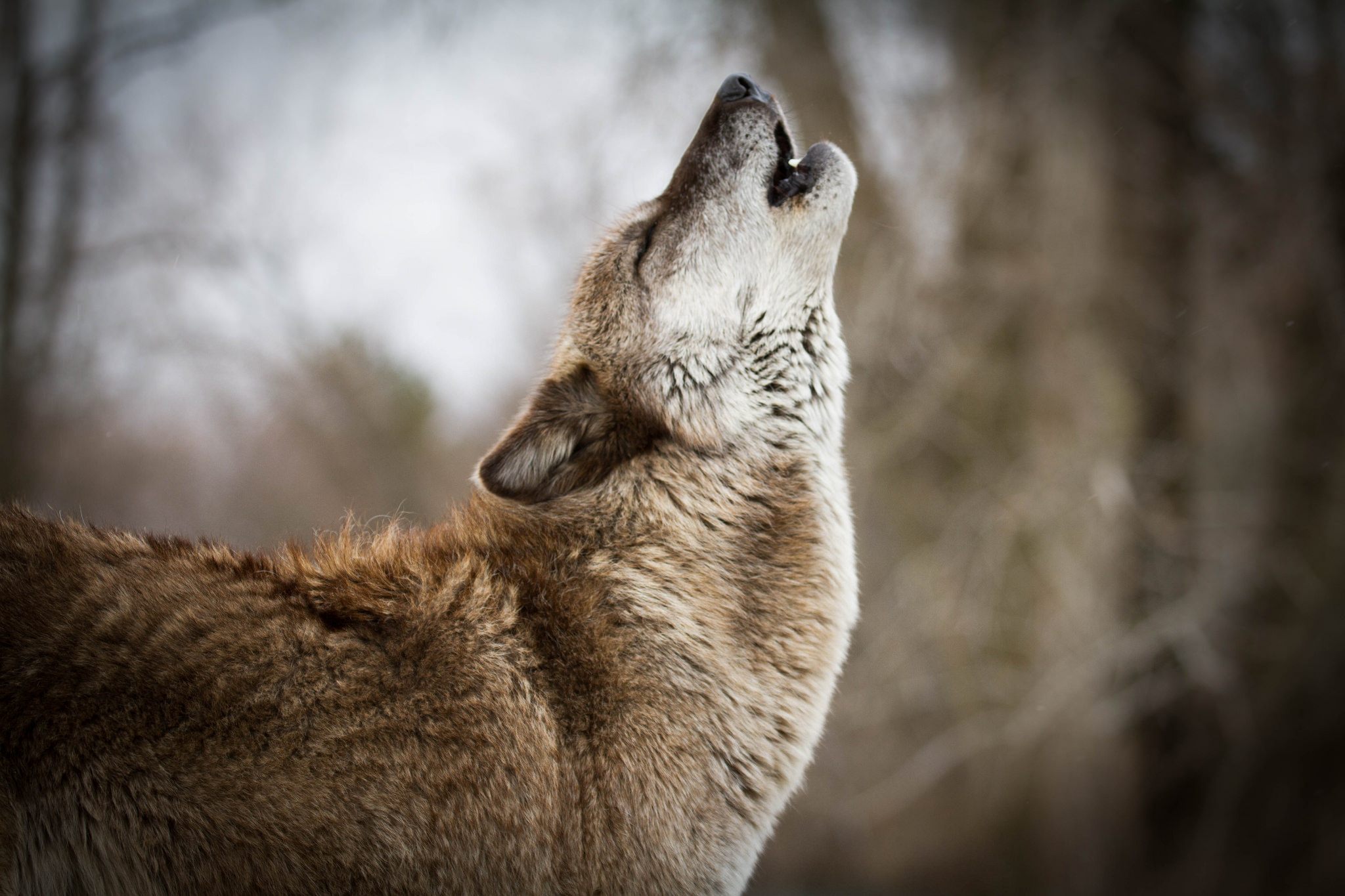 brown wolf howling