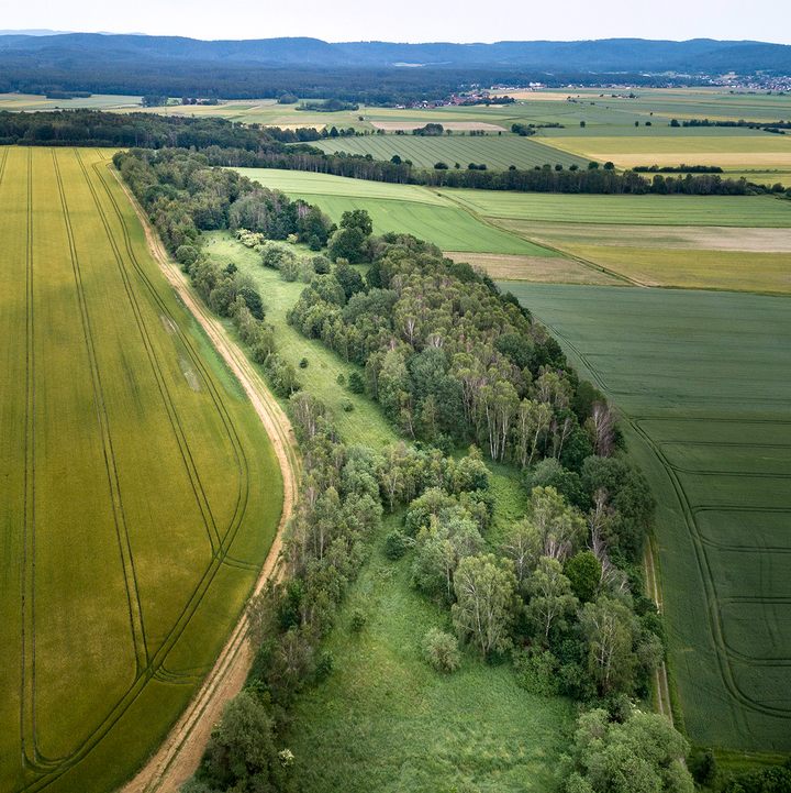 The Green Curtain