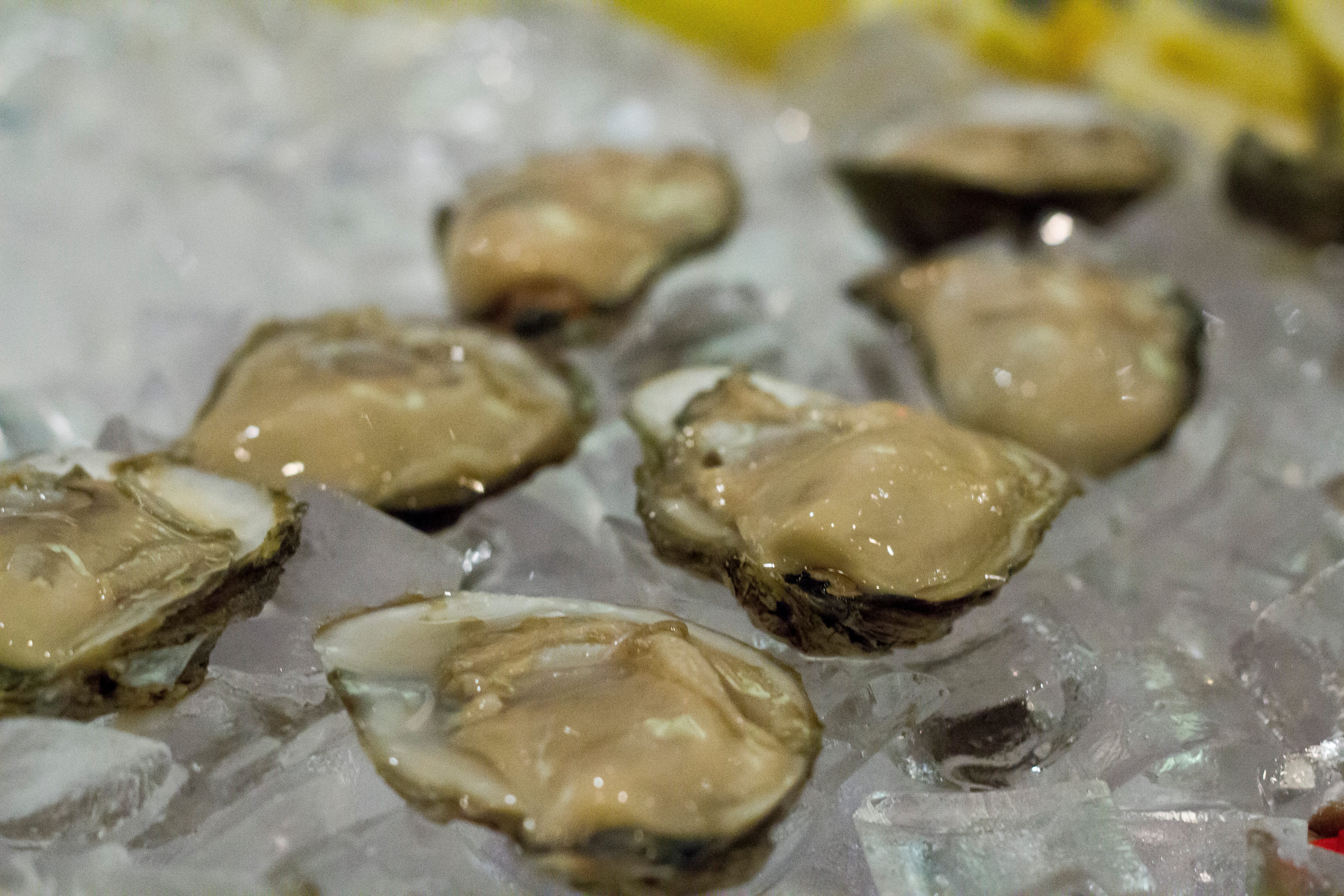 The once-abundant oysters of the Chesapeake Bay were highly sought after for their briny meat.