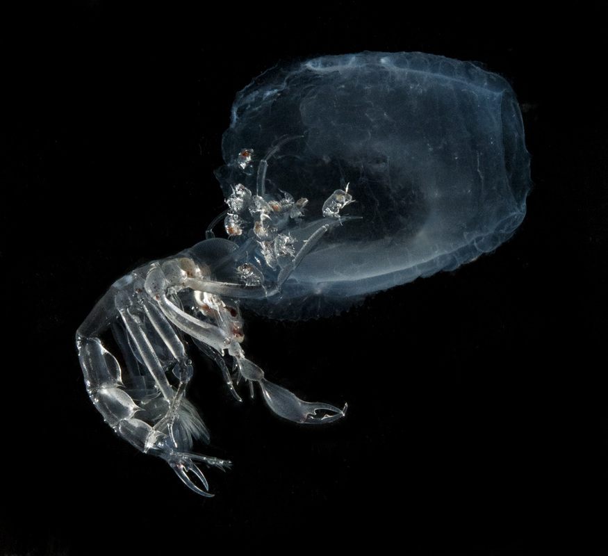 Deep-sea crustaceans called <em>Phronima</em>, such as this one with babies, are among the varieties that are transparent through and through.