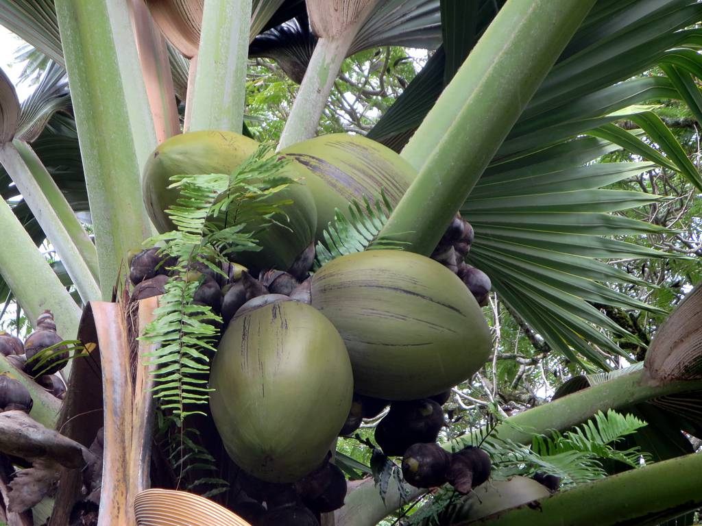 Giant, Seeds of the Seychelles 'Love Atlas Obscura