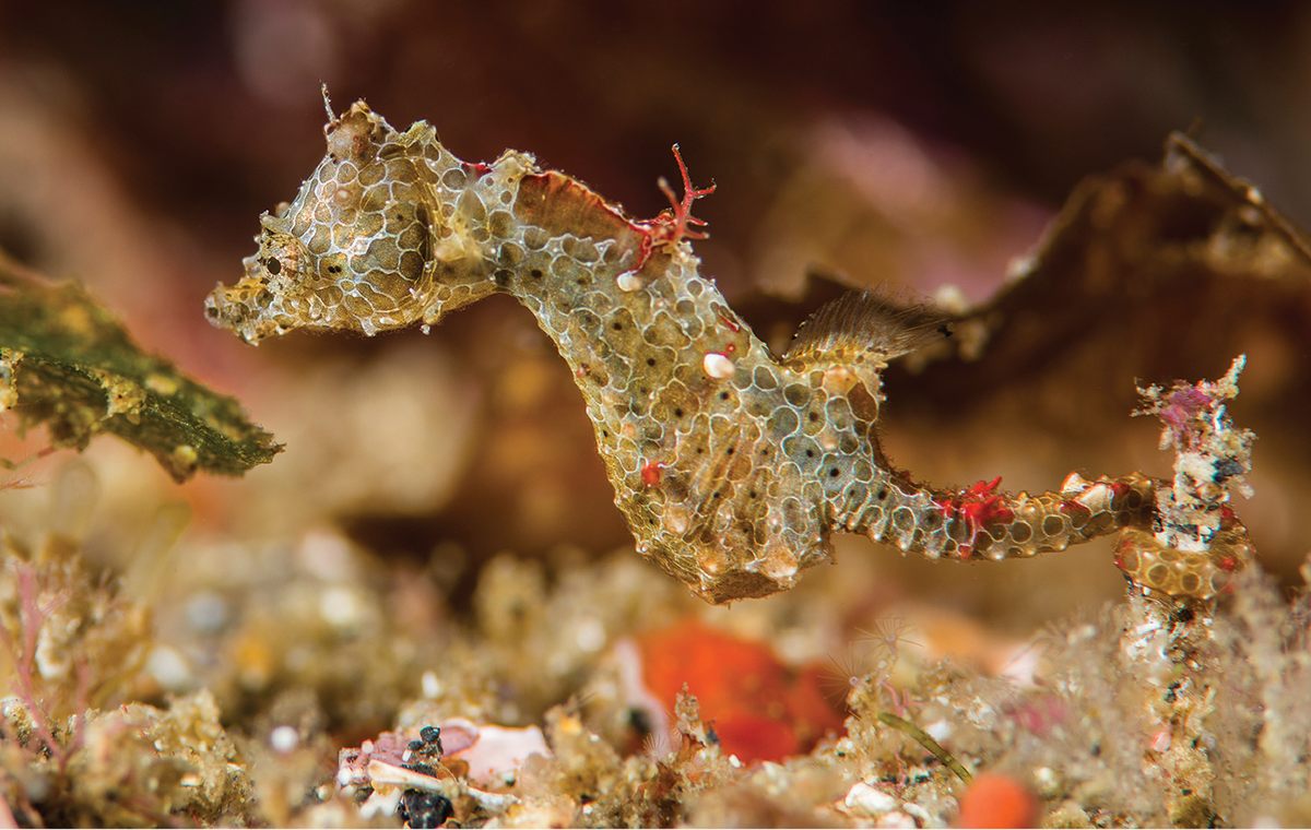 The Japanese pygmy seahorse, off the coast of Japan.