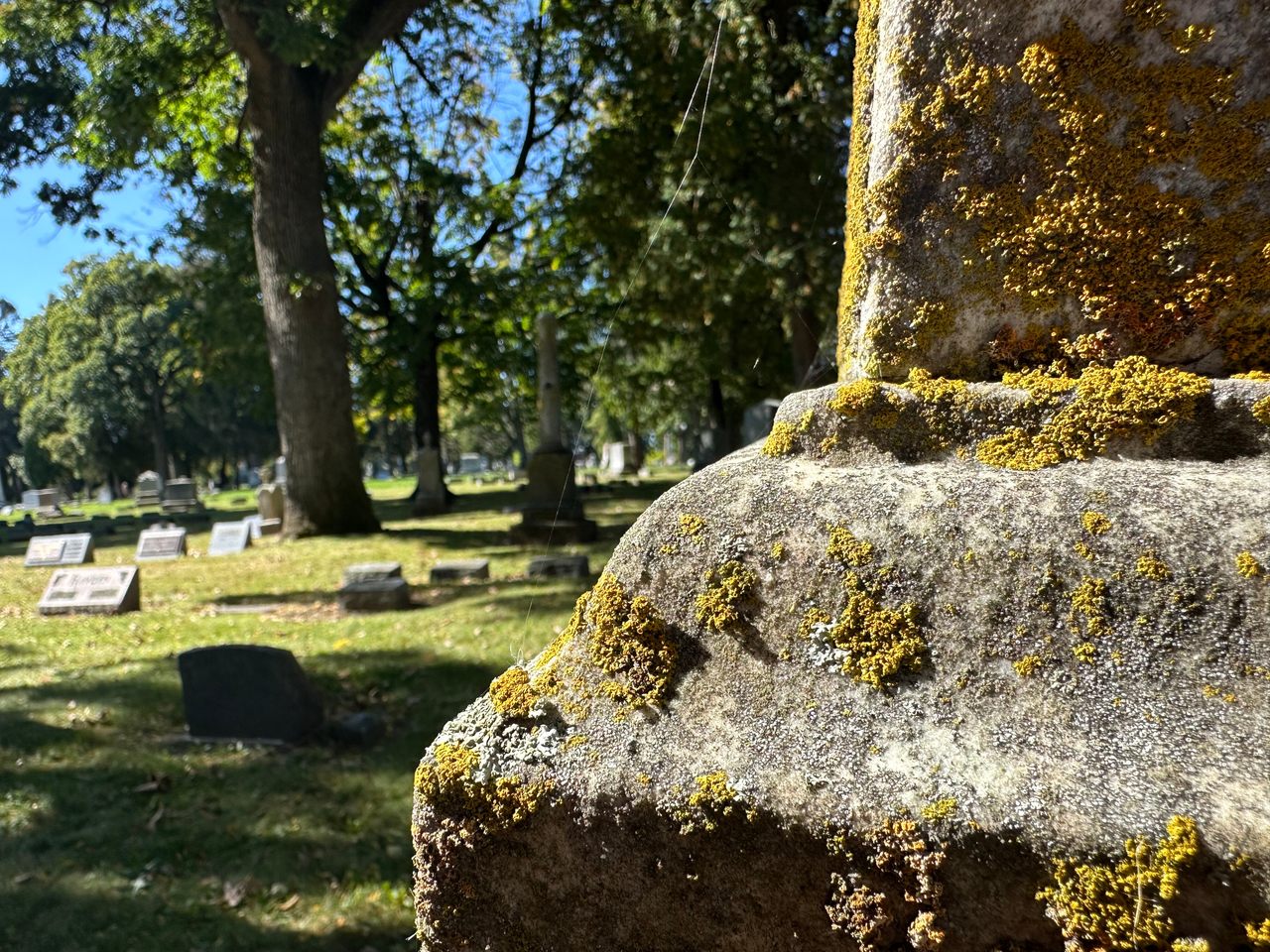 Lichen thrives on all seven continents—including on gravestones, where it can survive undisturbed indefinitely.