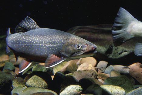 A brook trout, likely up to no good.