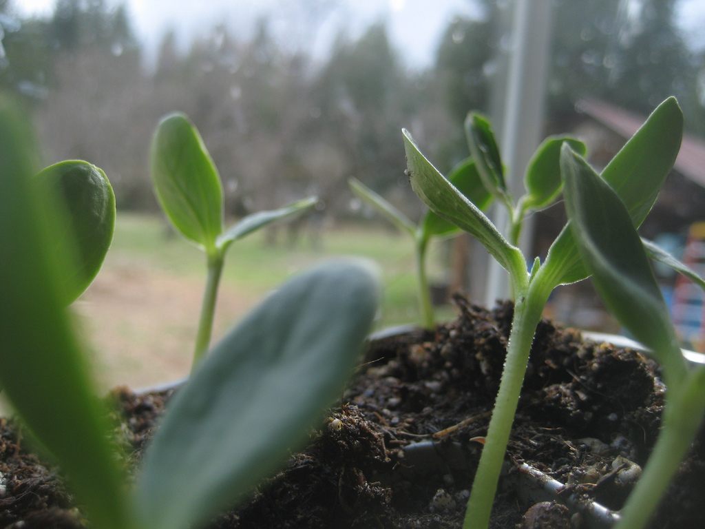 Seeds sprouting. 