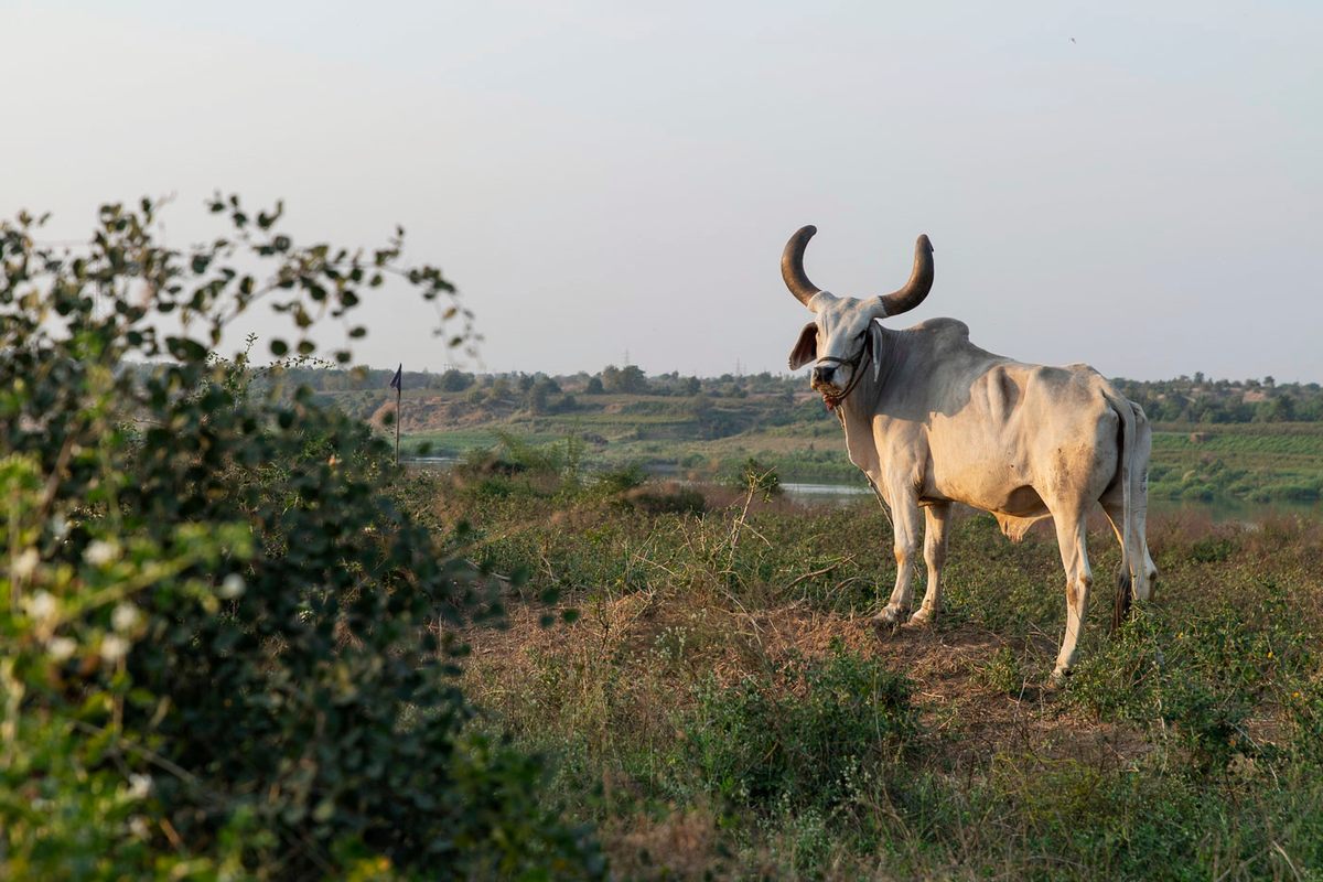 The LGBTA+ Community Campus Rajpipla is situated on 15 acres of farmland.