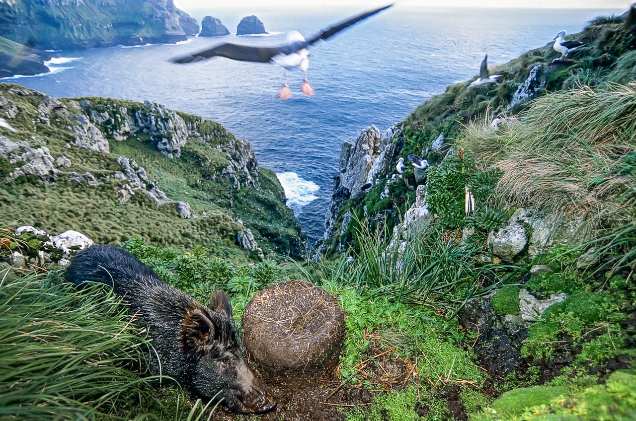 A feral pig messes with the nest of a white-capped albatross on Auckland Island.
