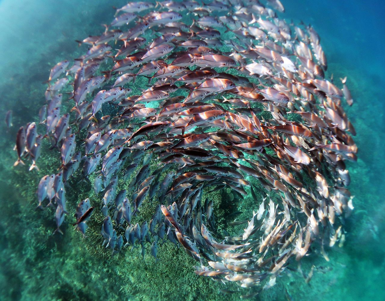 A spiral formation of jack fish in Heron Island's harbor was the winner of <em>BMC Ecology and Evolution</em>'s inaugural photo competition.