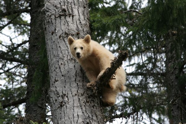 A young spirit bear, part of a genetically unique population found only in Great Bear Rainforest on British Columbia's central coast, is one of many animals First Nations coastal guardians work to protect.