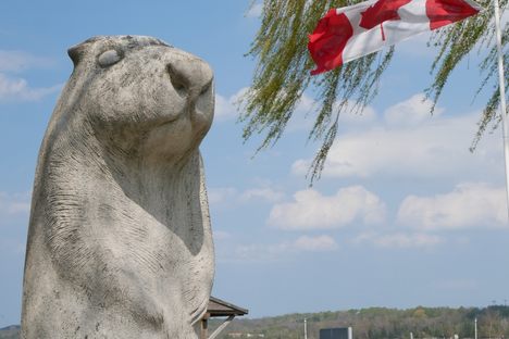 Wiarton Willie Statue
