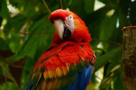 Please don't take my feathers.