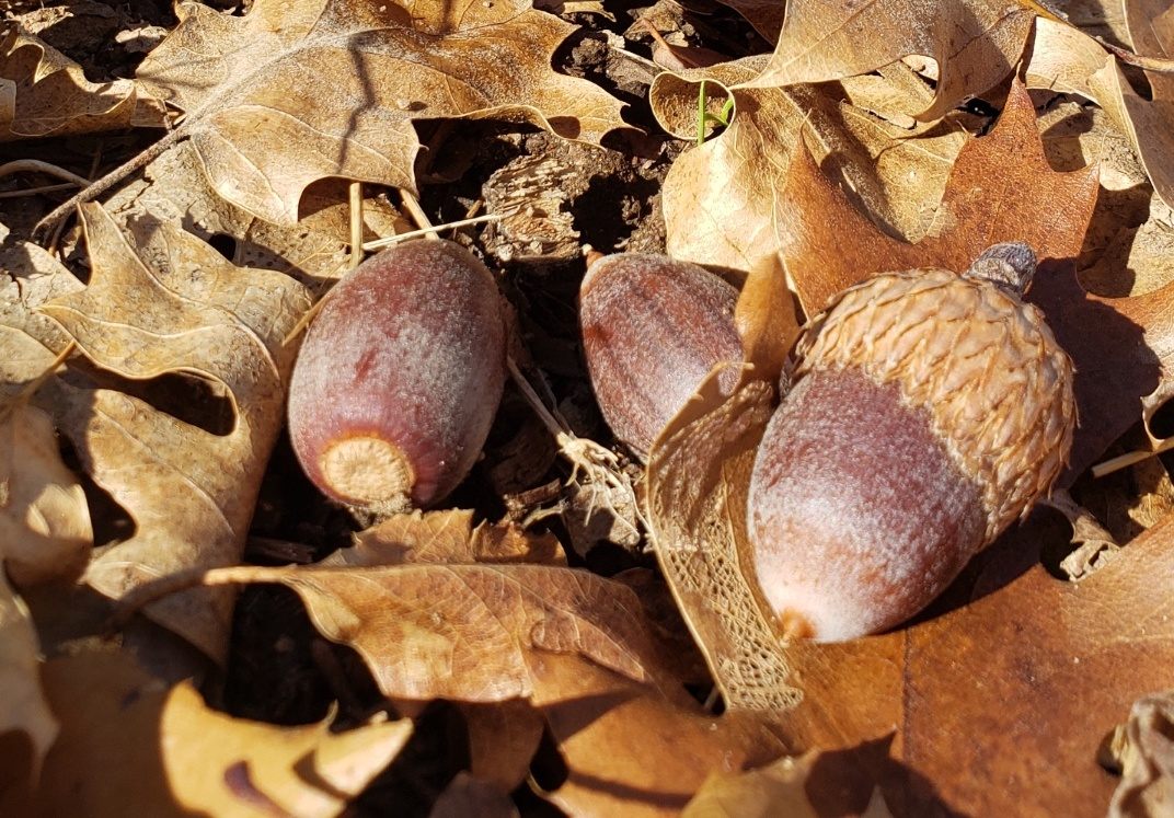 Collect Acorns For a Good Cause This Fall - Washingtonian