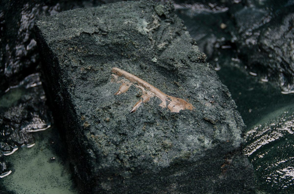 A 66-million-year-old jaw of <em>Enchodus</em>, a kind of saber-tooth herring.