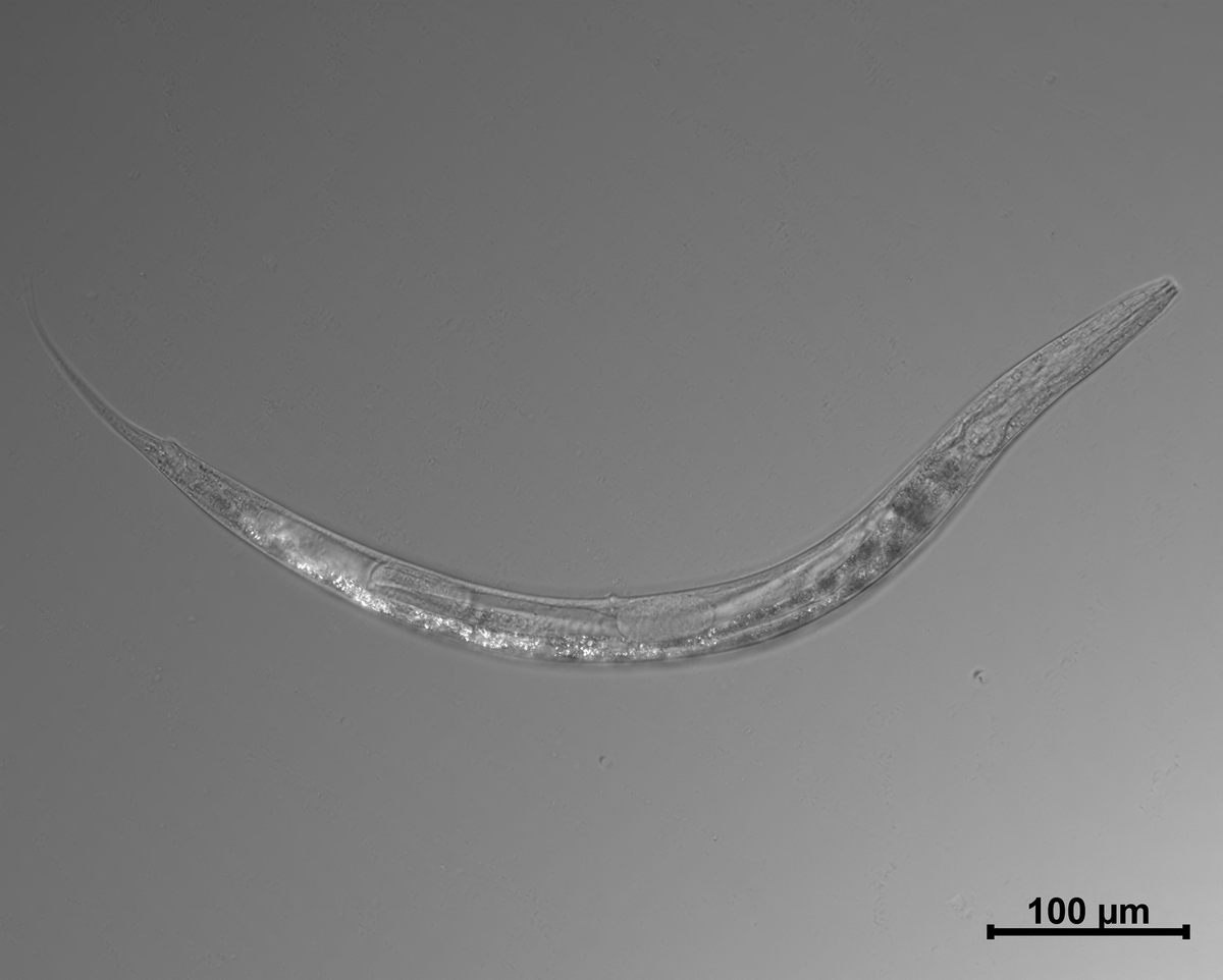 The new nematode species. Not pictured: All the arsenic in it.