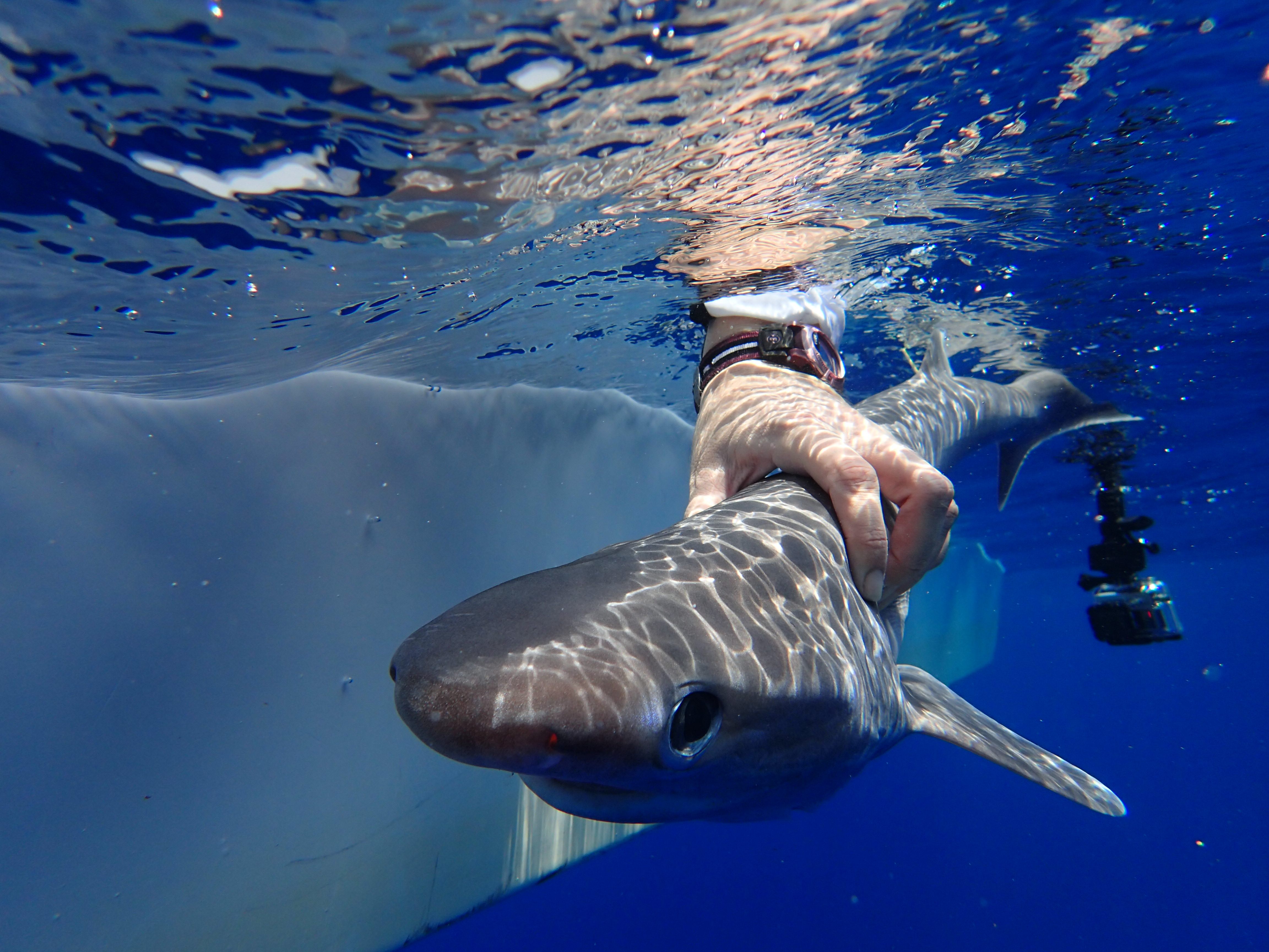 В белом море водятся акулы. Катран акула Атлантического океана. Sixgill Shark. Акулы в тихом океане. Акулы индийского океана.