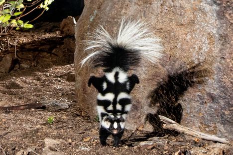 Spotted skunks perform an impressive handstand to appear twice their size and ward off would-be predators.