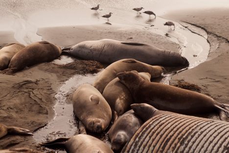 Piedras Blancas Elephant Seal Rookery