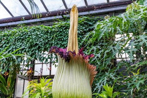 After blooming for about 48 hours, the titan arum’s spathe closed and the spadix began to wither.