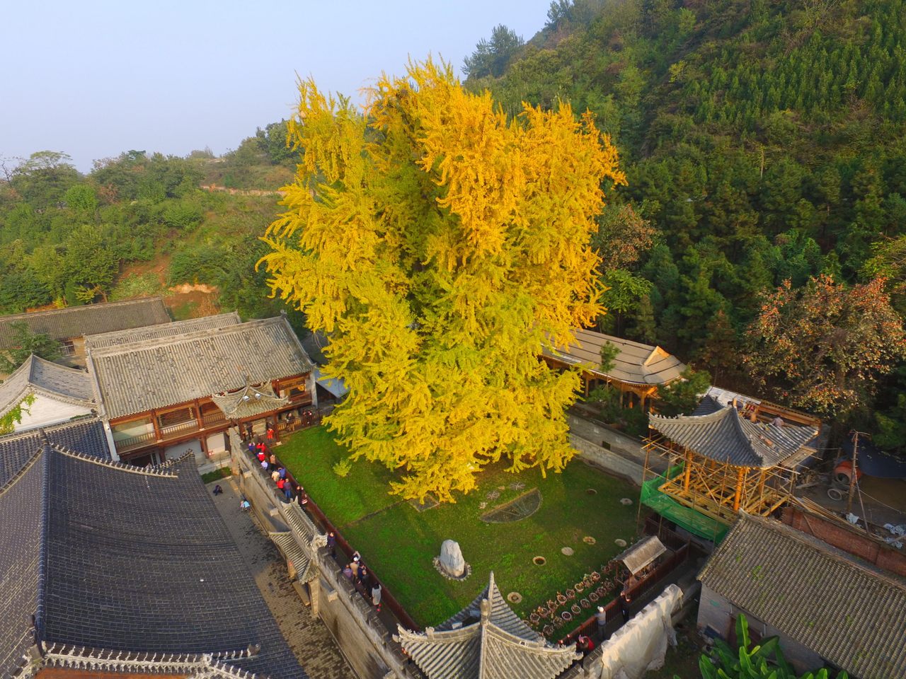 This Xi'an temple ginkgo is more than a thousand years old.
