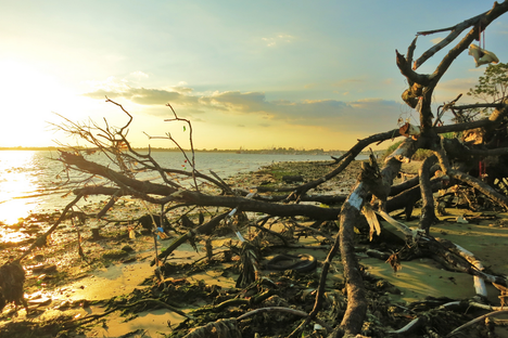 Atlas Obscura's Guide to a Strange Summer in NYC