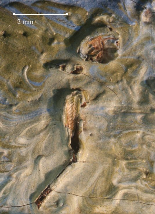 Museum visitors aren't going to be able to see the grasshopper parts, but they're there.