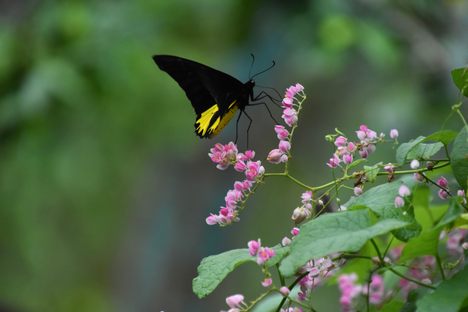 Kuala Lumpur Butterfly Park