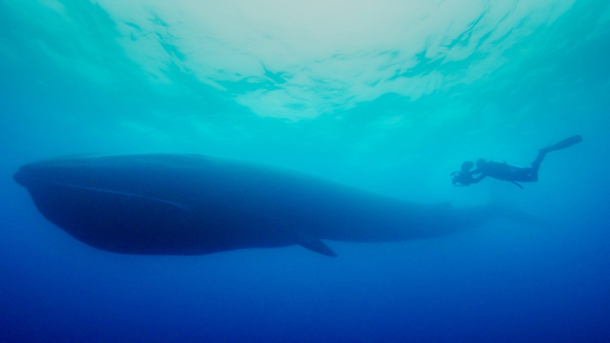 There are "no words to describe that feeling," Gregory says. "Just to see an animal that big that close."
