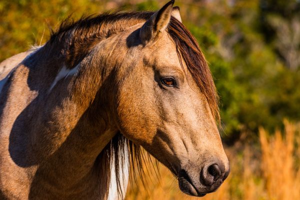 Domestic horses' mysterious origins may finally be revealed