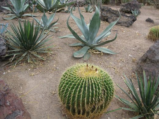 The Advantages of a Las Vegas Cactus Garden